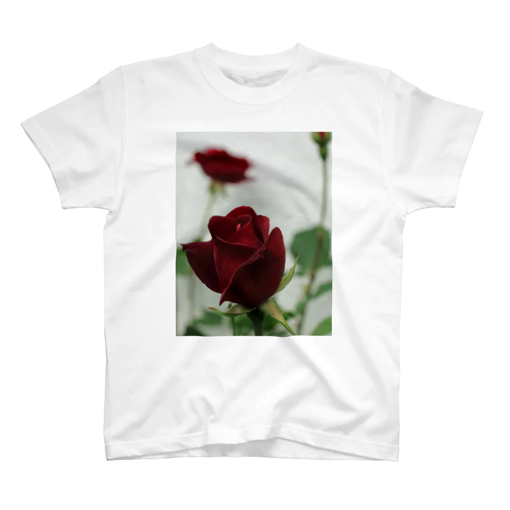 Gardenの濃くて赤い薔薇 スタンダードTシャツ