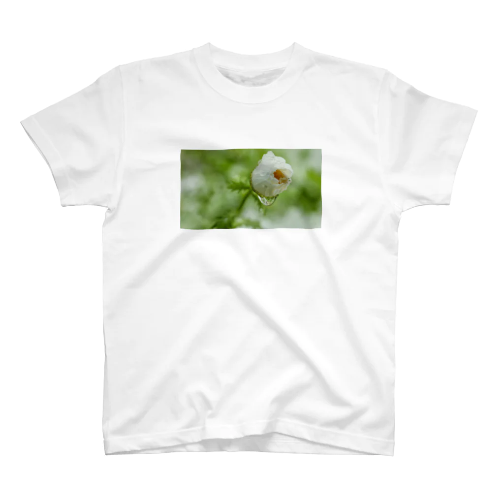 旅先pics📸の水が滴る白い花の蕾 スタンダードTシャツ