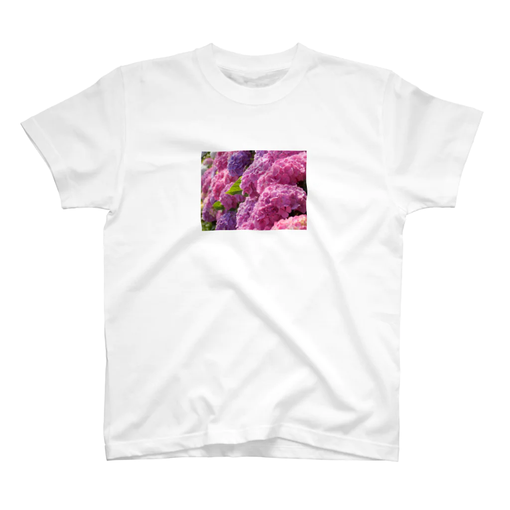 K-ioriの季節の花　紫陽花 スタンダードTシャツ