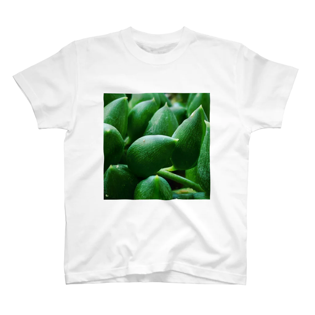 03damono🇯🇵の多肉植物 スタンダードTシャツ