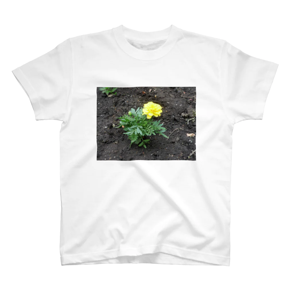 吉原教室の初夏の花壇 スタンダードTシャツ