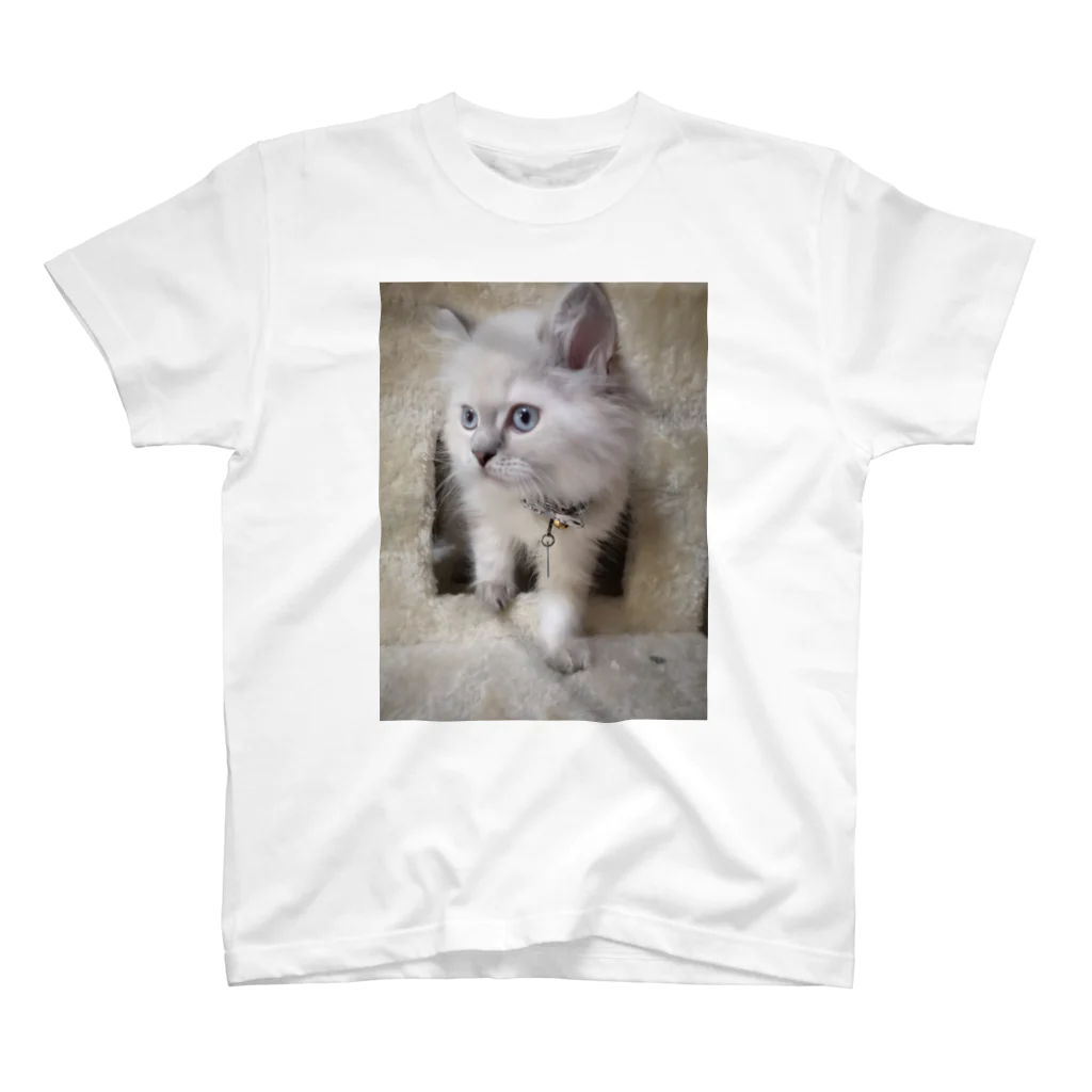 Elfi, Cherie, Felicia, Asher, Bae&Ameliaのサイベリアンの子猫(ブルーポイント) Regular Fit T-Shirt