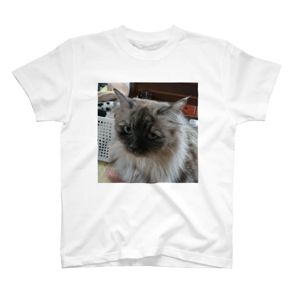 小圷のうちの猫 スタンダードTシャツ