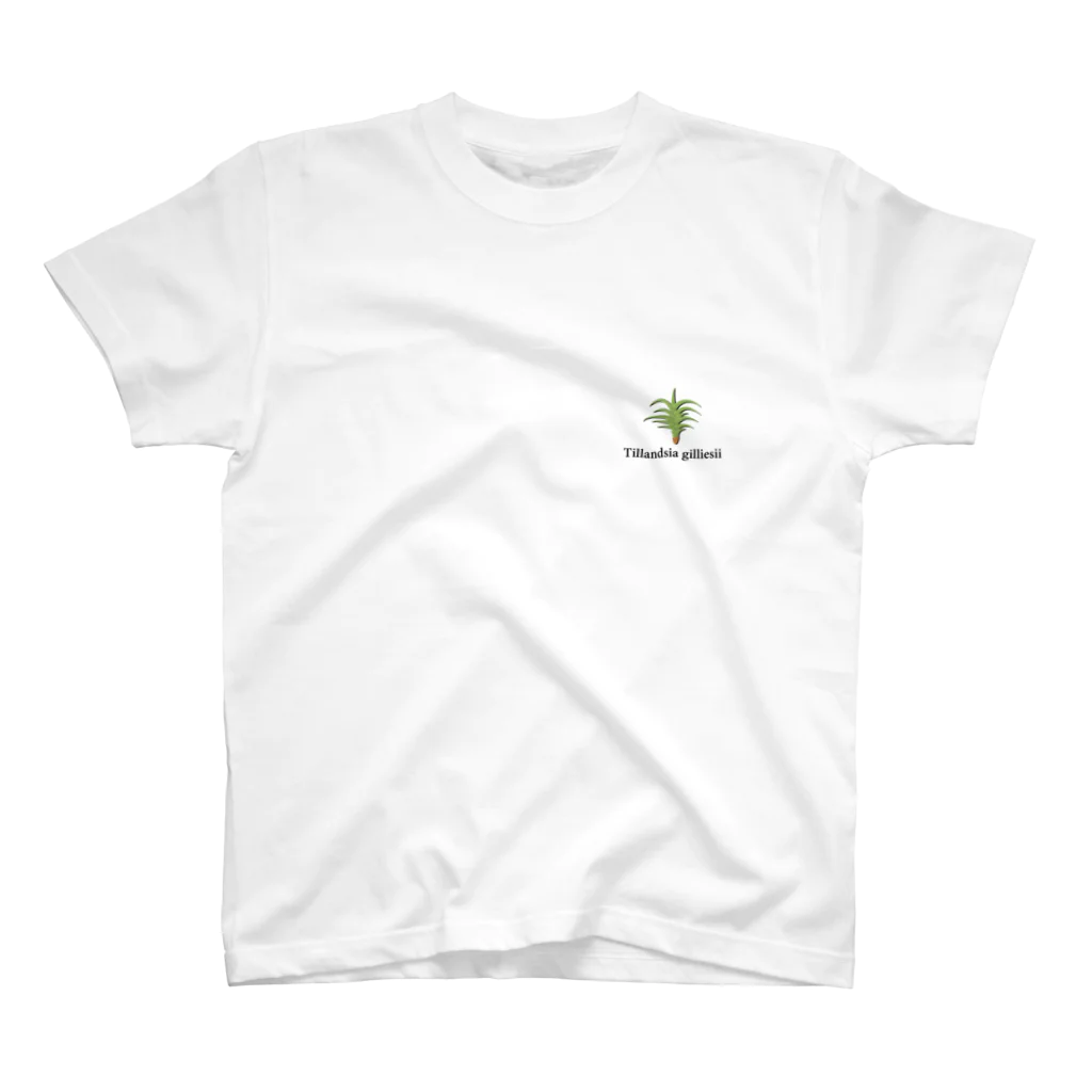 ブロメリアイテムのTillandsia gilliesii スタンダードTシャツ