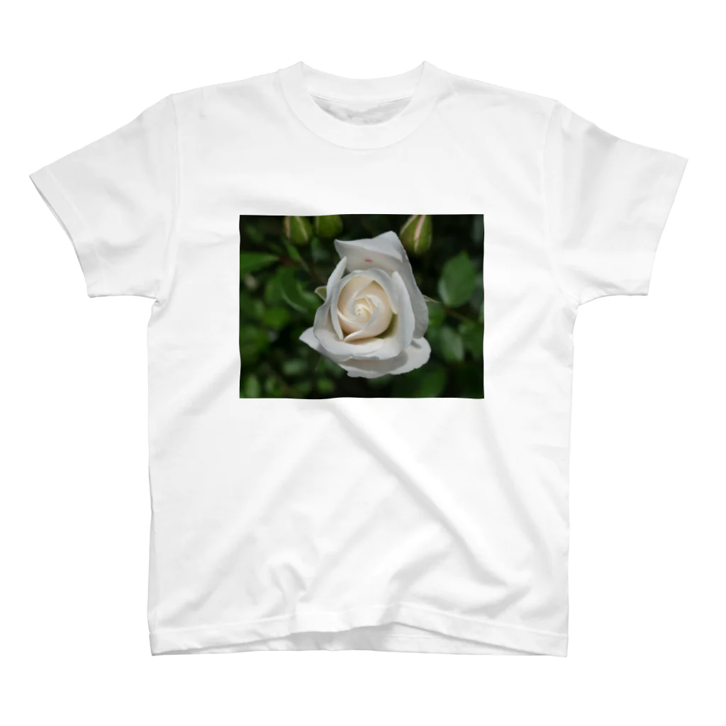 有川　弘治の白薔薇 スタンダードTシャツ