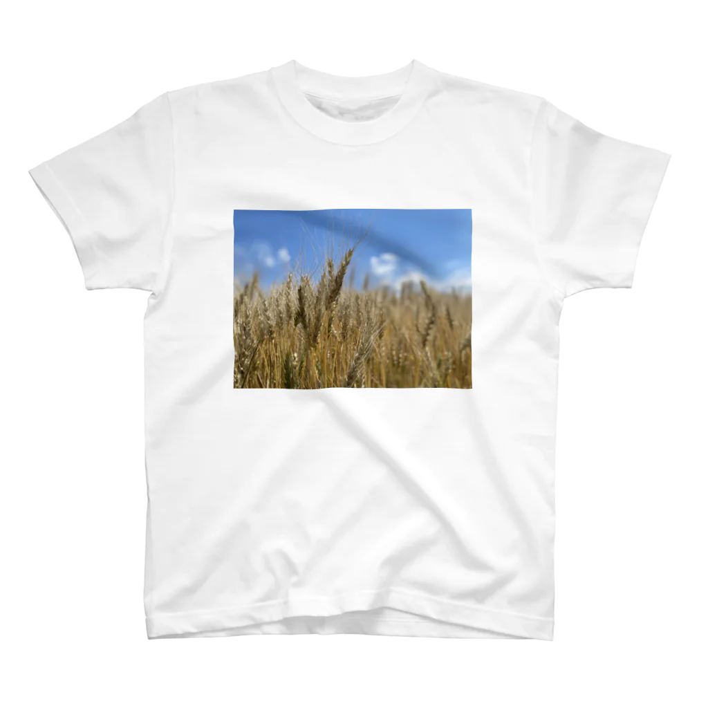 aogucciの小麦畑 スタンダードTシャツ