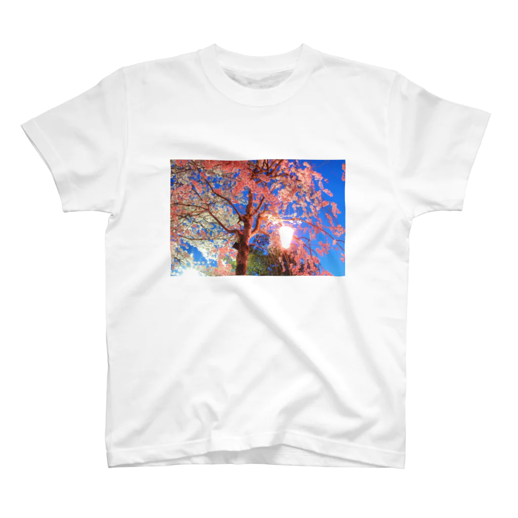 椎茸の桜 スタンダードTシャツ