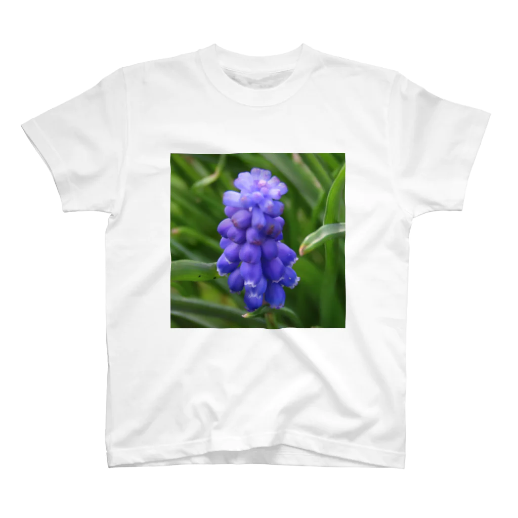 でおきしりぼ子の実験室のMuscari botryoides(1:1) スタンダードTシャツ