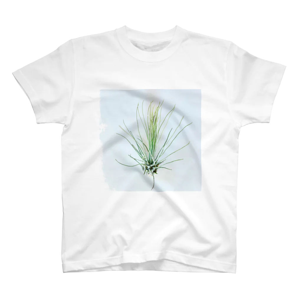 a.c.a.botanicalのTillandsia スタンダードTシャツ