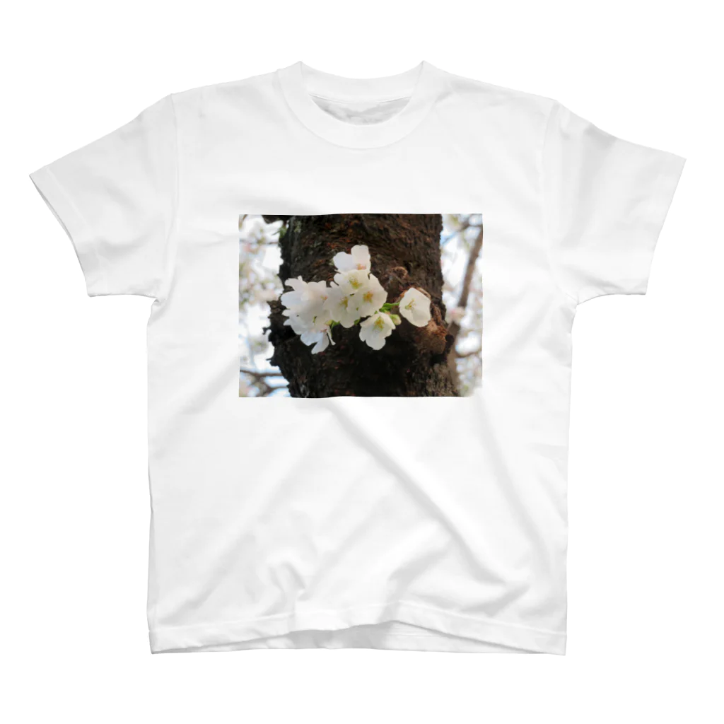 愛自然写真の桜(アップ) スタンダードTシャツ