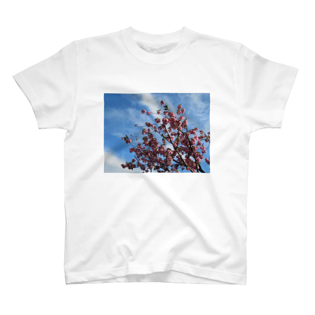 愛自然写真の桜と空と雲 スタンダードTシャツ