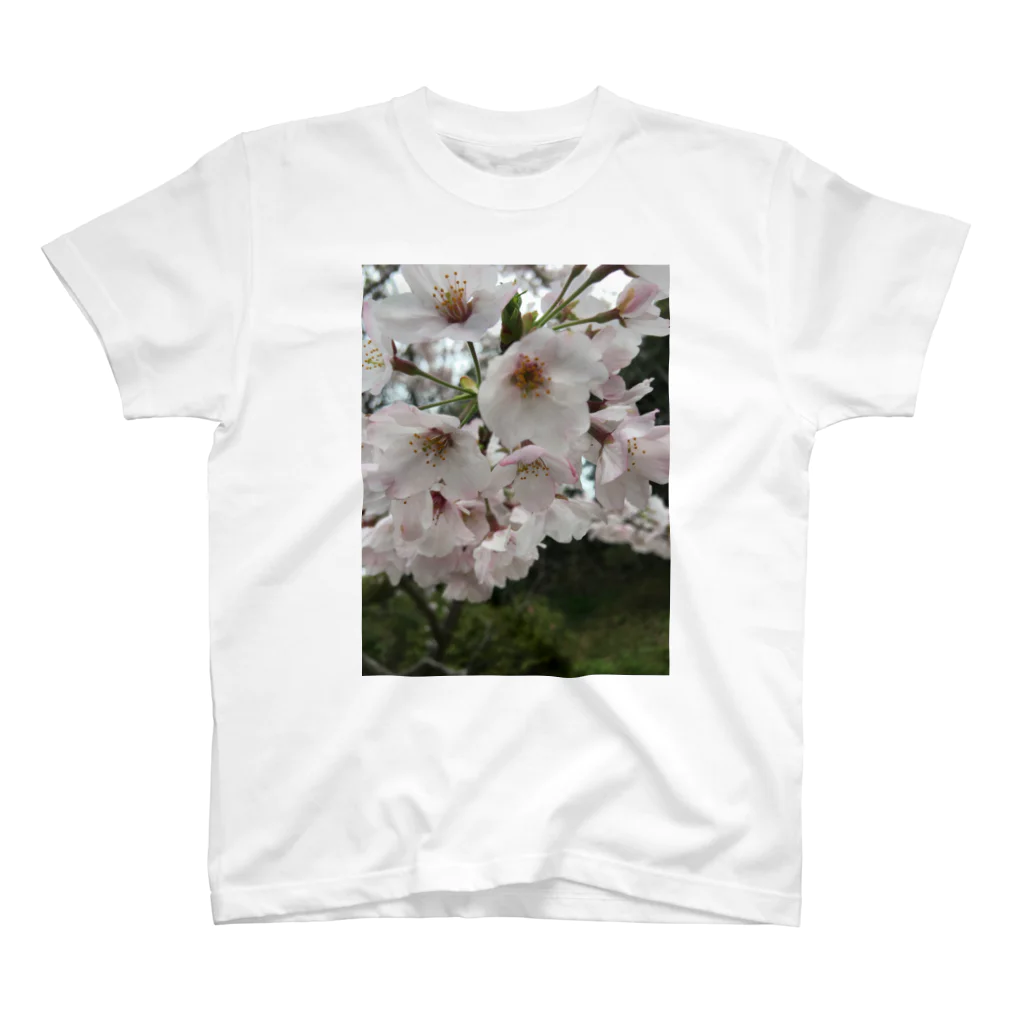 ymの桜 スタンダードTシャツ