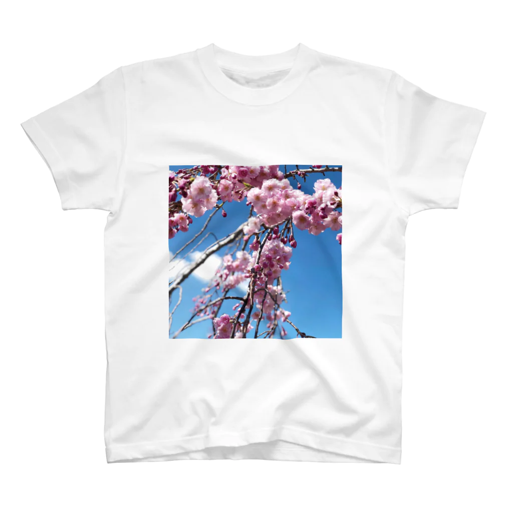 金欠ちゃんの桜！ スタンダードTシャツ