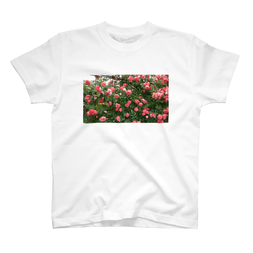 薔薇屋の群れ薔薇 スタンダードTシャツ