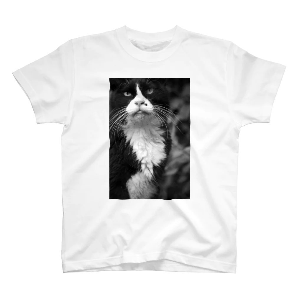 猫写真家「むに」のアトリエの猫どーん スタンダードTシャツ