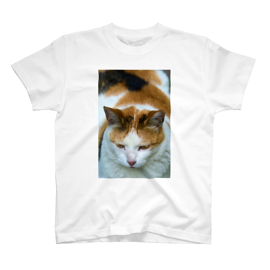 猫写真家「むに」のアトリエの三毛猫どーん スタンダードTシャツ