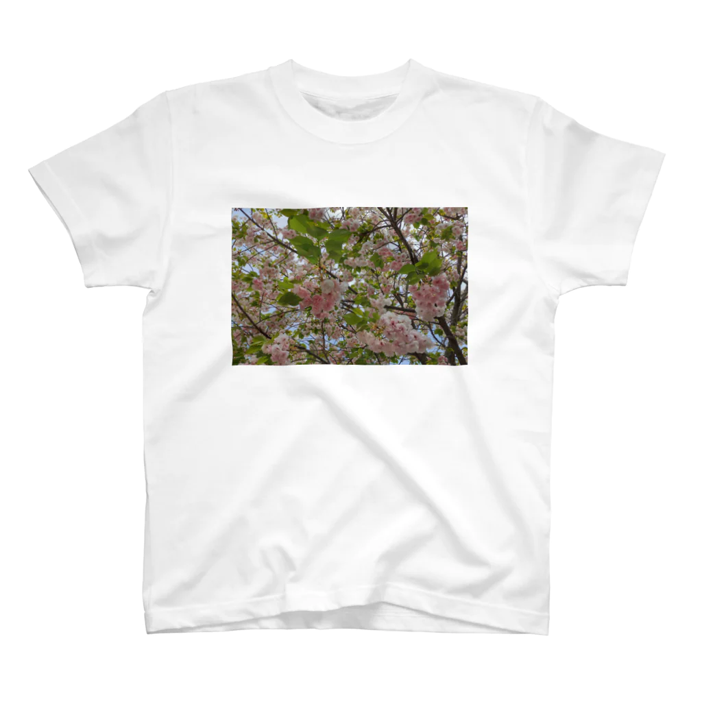 ハチドリ販売所の日本の春 桜A スタンダードTシャツ