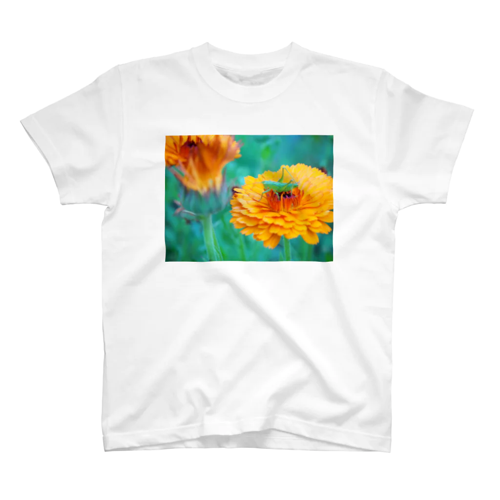 matsunomiの庭の花と虫 スタンダードTシャツ