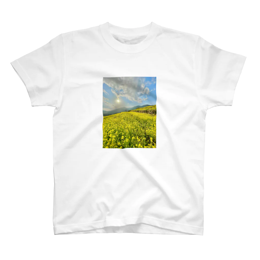 アラコ。の天空の菜の花畑＠高知県香北町 スタンダードTシャツ