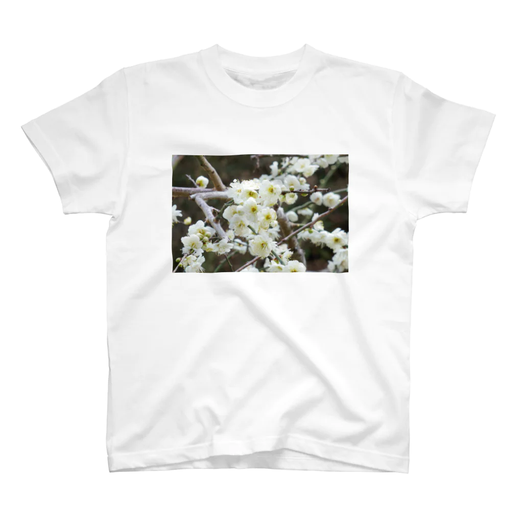 Kazuphotoの早春の白梅　Japanese apricot flower in February スタンダードTシャツ