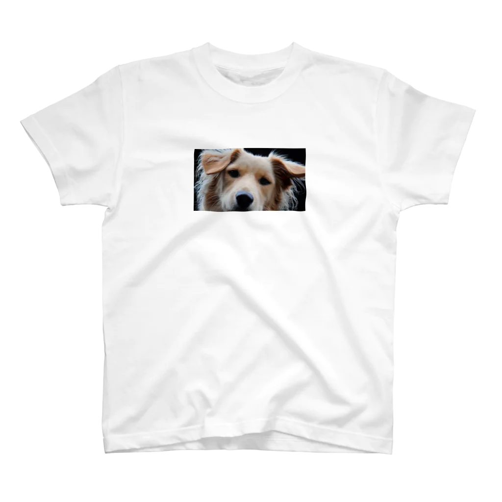 山犬ギフトの見張るボリーノ スタンダードTシャツ