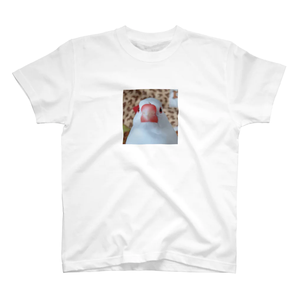 白文鳥にかの日課。のにかくん、鼻の上に種のカラ気づかず。 スタンダードTシャツ