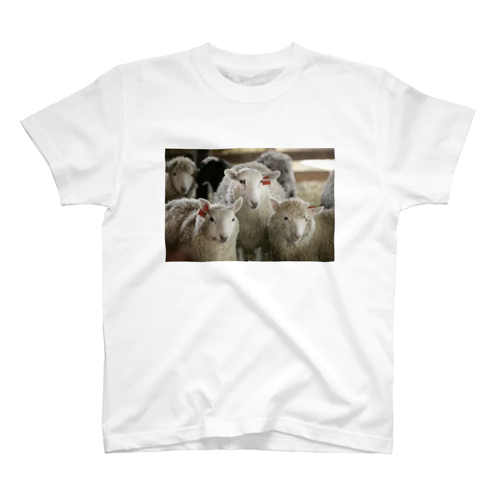 Erinorの3匹の羊 スタンダードTシャツ