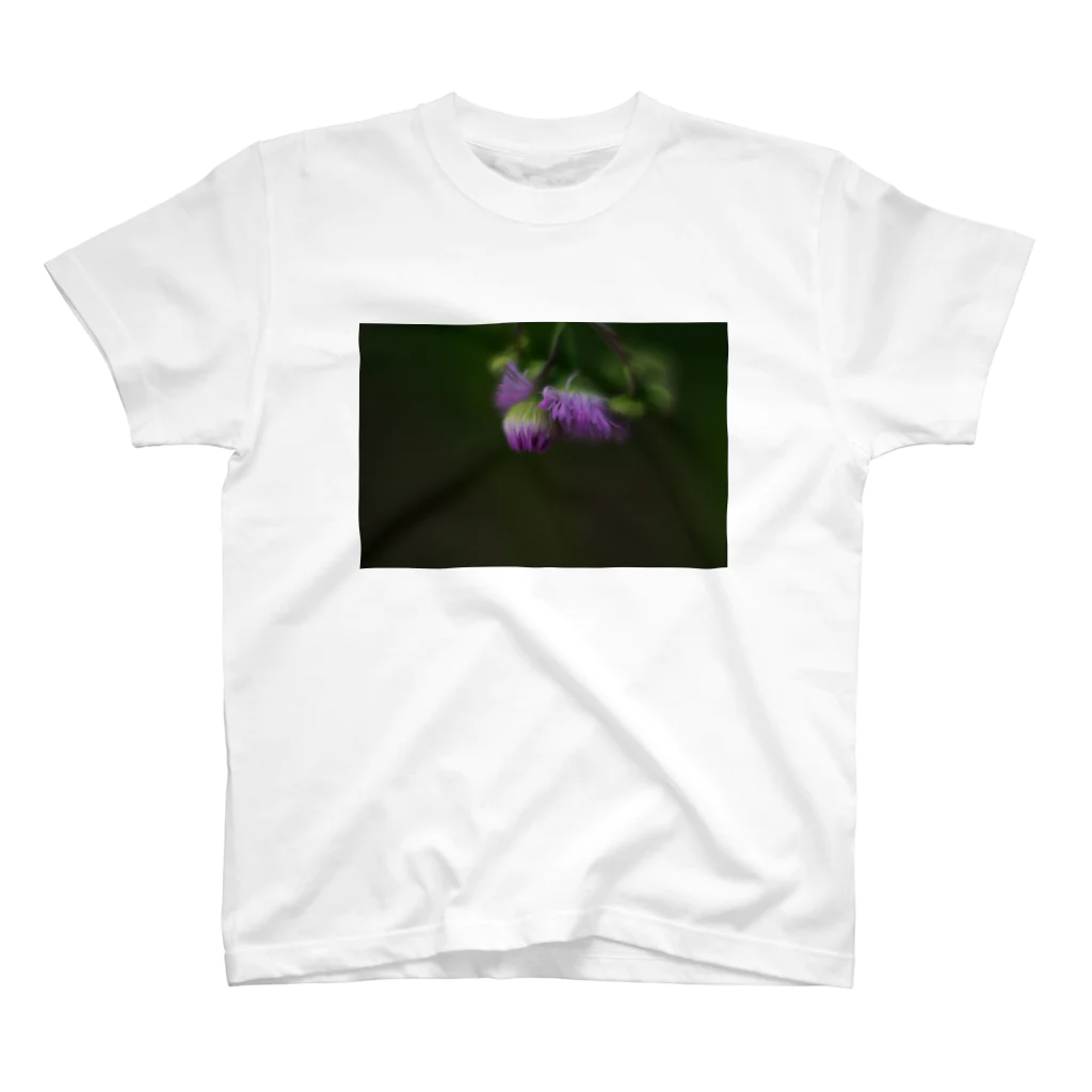 5/8kのErigeron philadelphicus スタンダードTシャツ