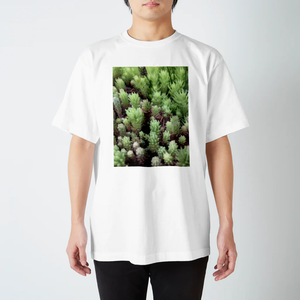 piroskaの野生の多肉植物 スタンダードTシャツ