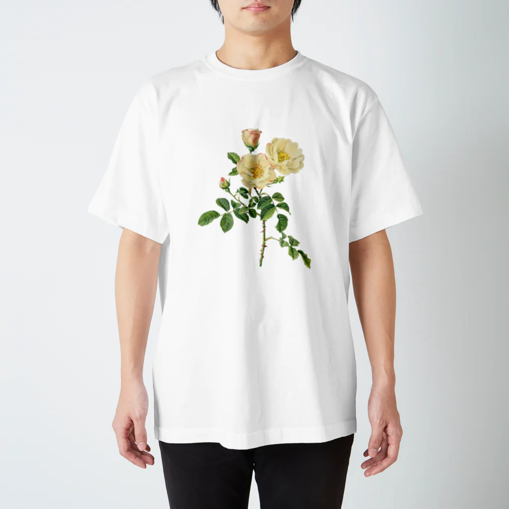 古書　天牛書店の薔薇図鑑より＜ボタニカルアート＞ スタンダードTシャツ