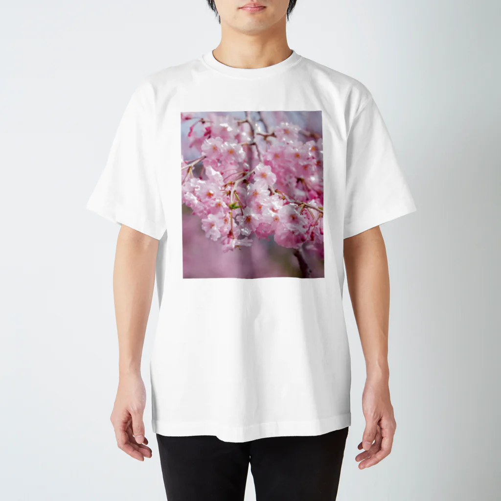 akane_art（茜音工房）の癒しの風景（八重桜） スタンダードTシャツ