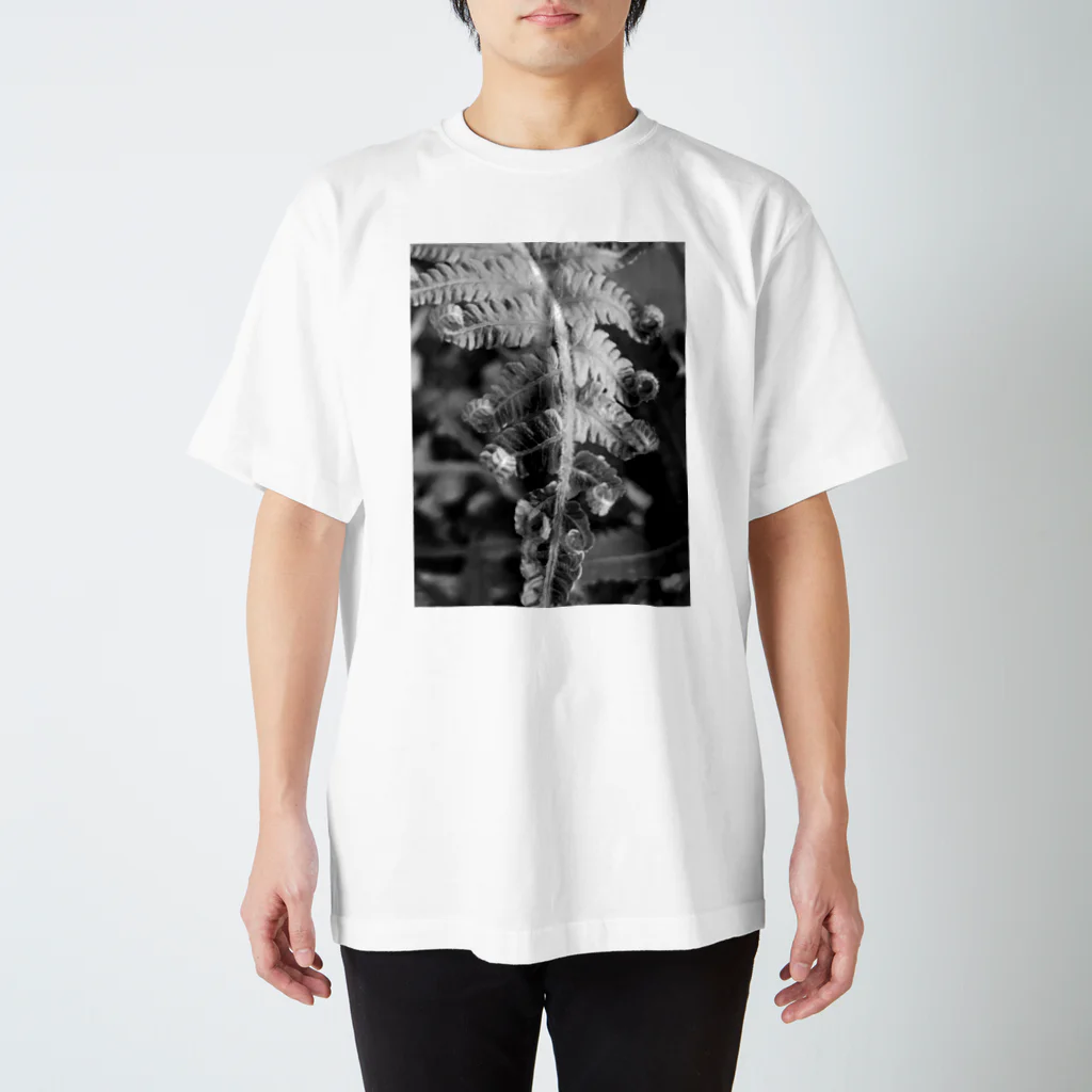 plants_okinawaの沖縄産のシダ スタンダードTシャツ