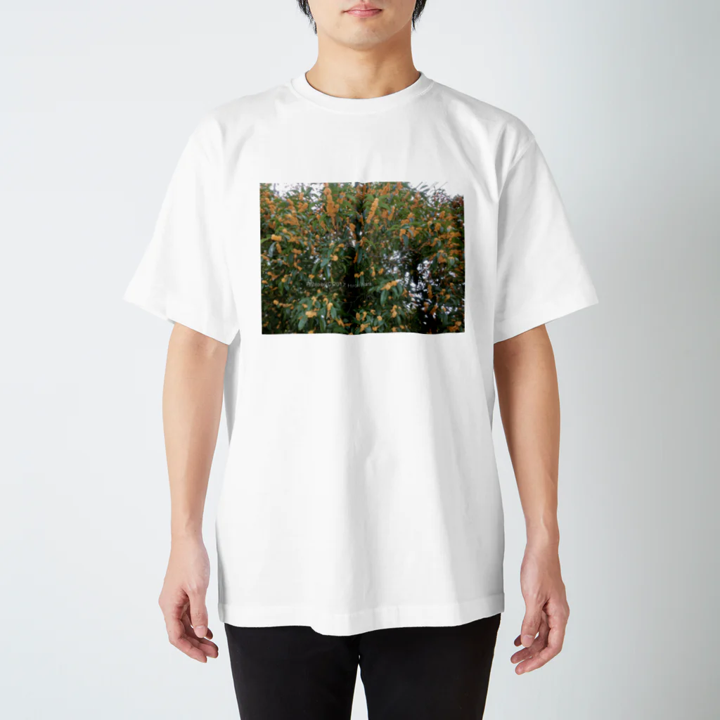 hiroki-naraの光景　sight740　キンモクセイ　金木犀　花 FLOWERS　壁紙 スタンダードTシャツ