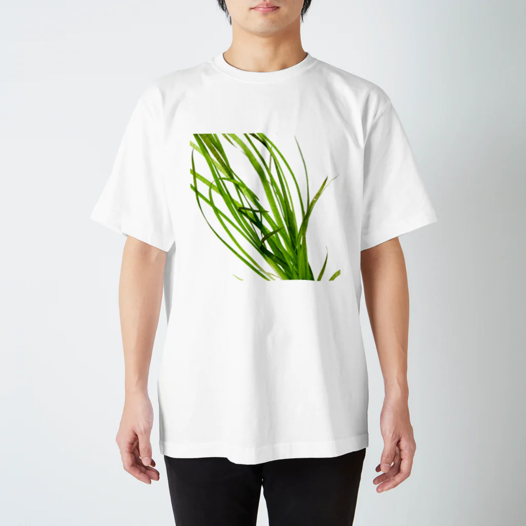 Aquarium Kindの水草Tシャツ スタンダードTシャツ