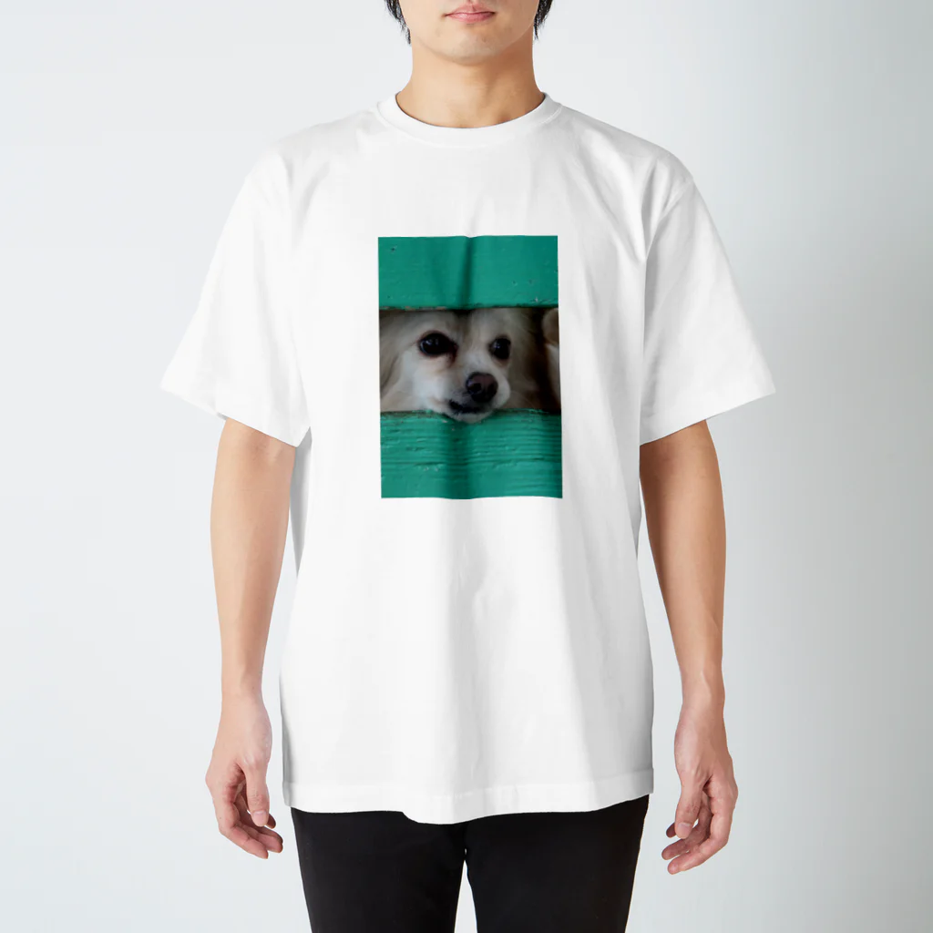 フリー素材おきなわグッズショップの隙間から顔を出す犬 スタンダードTシャツ