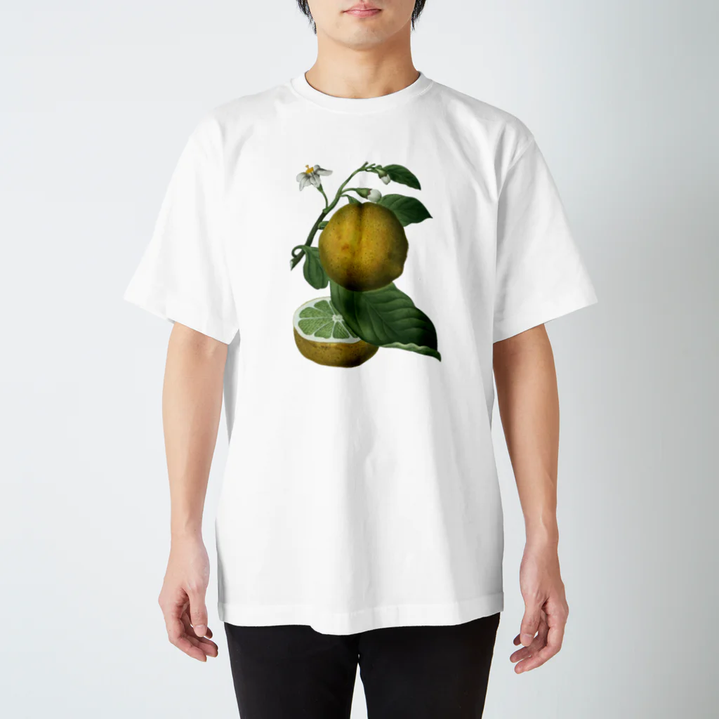 Saza-nami Antique designのシトラス Regular Fit T-Shirt