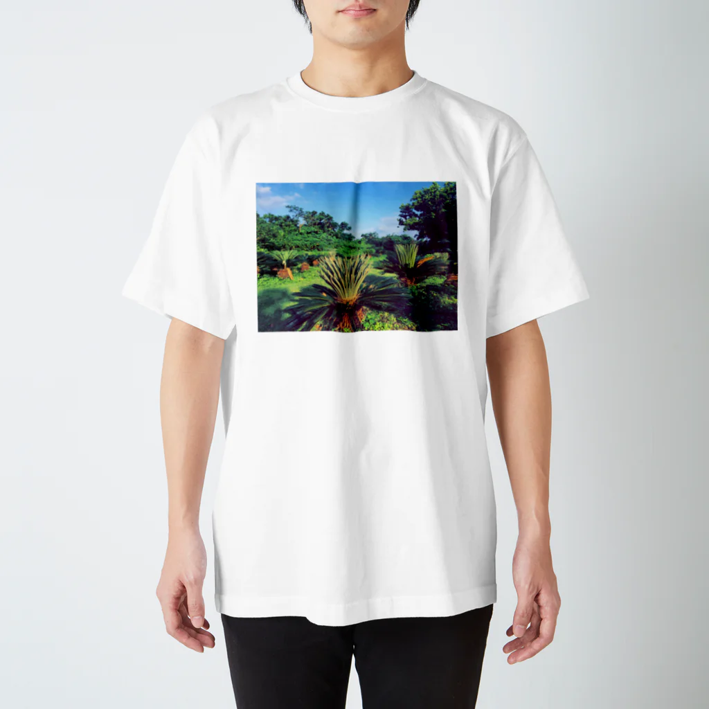 irinanchi_music☆のソテツの朝 スタンダードTシャツ