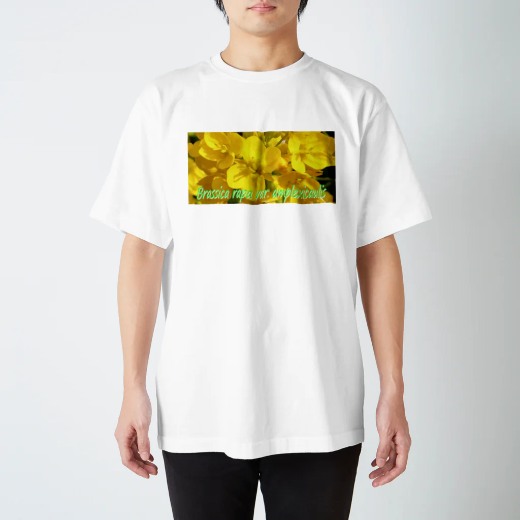  #satisfyingの菜の花　【啓蟄】　Brassica rapa var. amplexicaulis スタンダードTシャツ