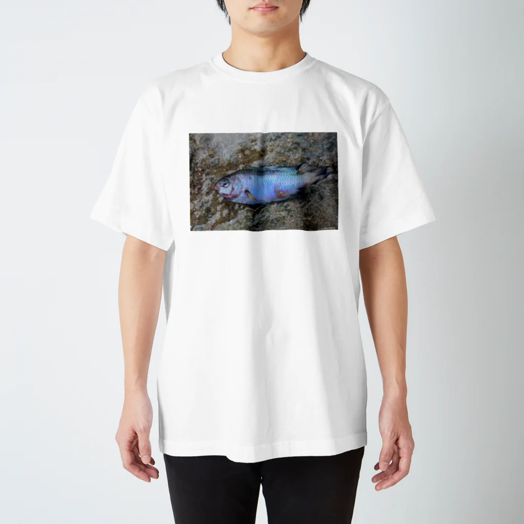 Aiko Nakanoの死んだ魚の目_ソラスズメダイ_20180825_0613' スタンダードTシャツ