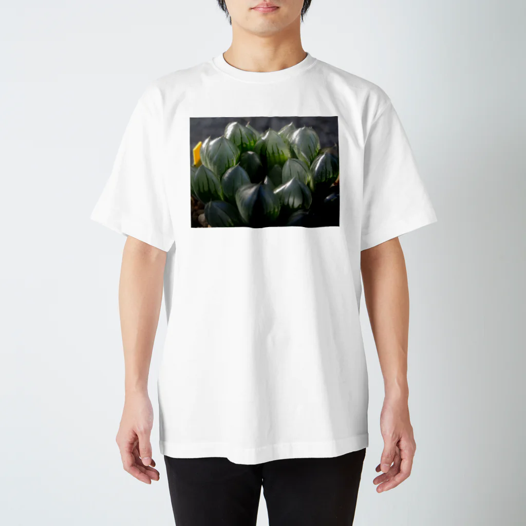 Hal.succulets forestの多肉植物 ハオルチア スタンダードTシャツ