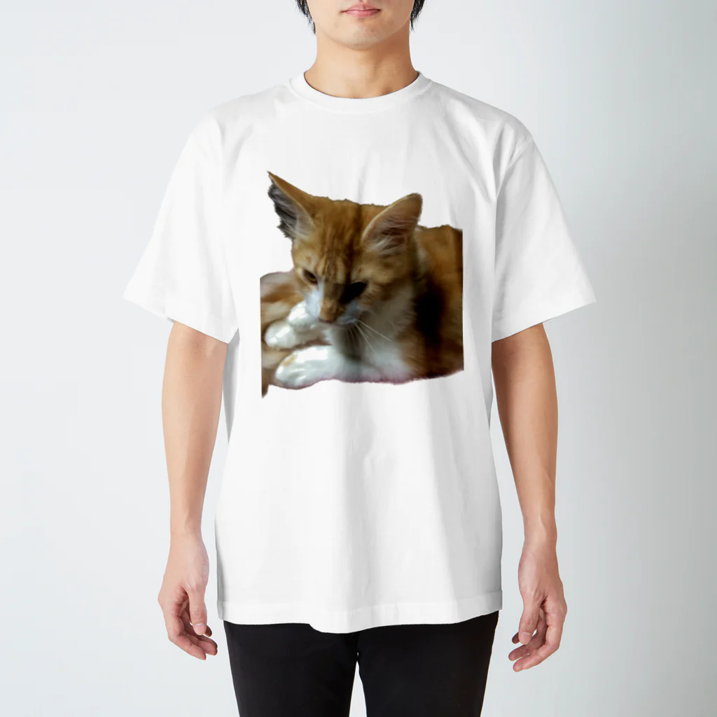 30002500の家に来たばかりのネコちゃん🐈 スタンダードTシャツ