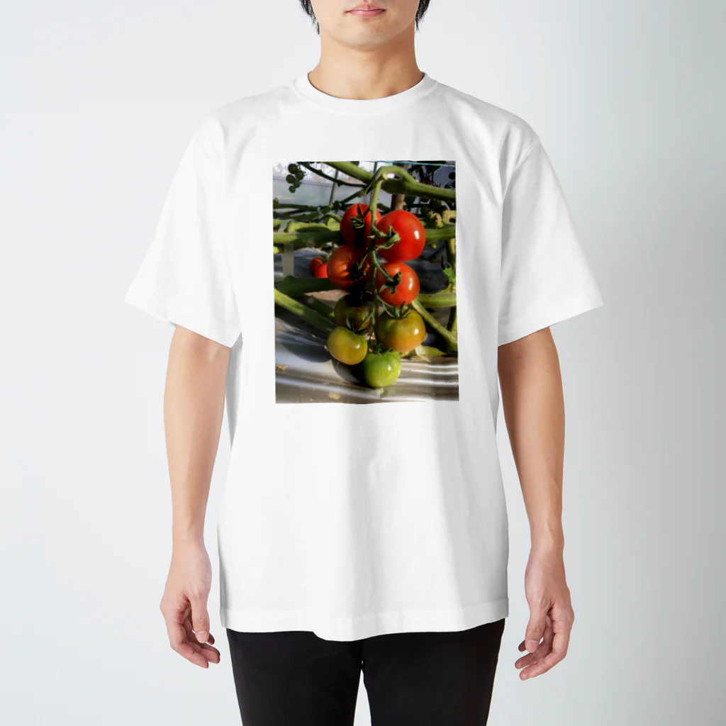 Shingo Murakamiの有機減農薬トマト スタンダードTシャツ