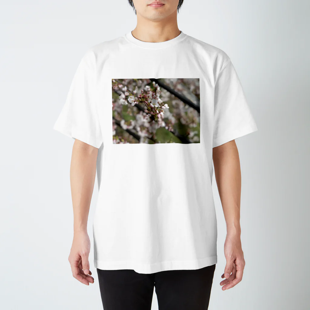 お花畑の春の桜 スタンダードTシャツ