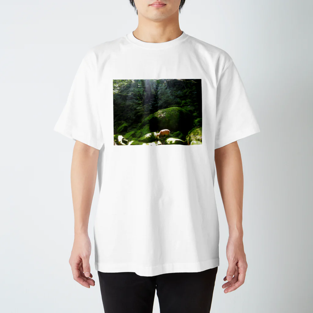 authenの屋久島　白谷雲水峡の森 スタンダードTシャツ