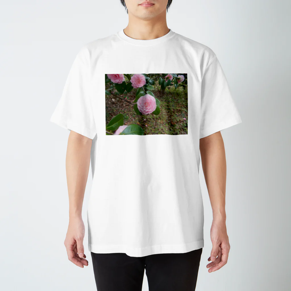 fun timeのPale pink camelia blooming　カメリア スタンダードTシャツ