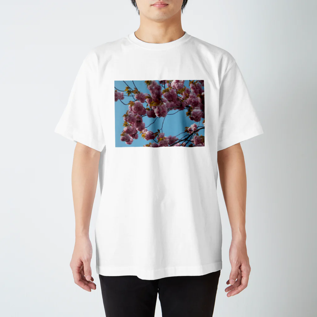 fun timeのCherry blossoms in this year 今年の桜 Regular Fit T-Shirt