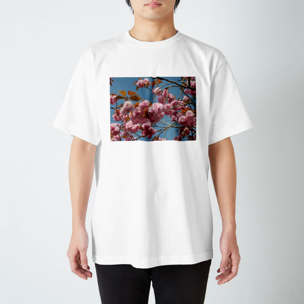 fun timeのCherry blossoms are close to Hanyu's monument 可憐な桜 スタンダードTシャツ