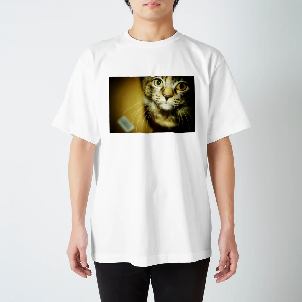 choko0219の不意に出る野良猫の眼！！ スタンダードTシャツ