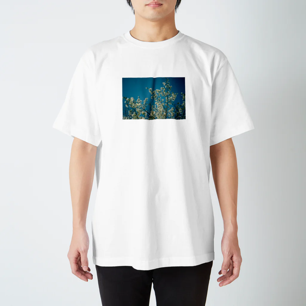 kiwiwiwiiの満開なさくら（フィルム） スタンダードTシャツ