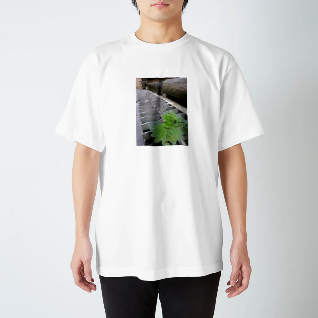 4m_4mの元気な葉っぱ スタンダードTシャツ